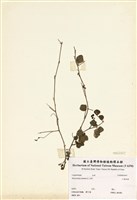 藏品(小葉括根)的圖片